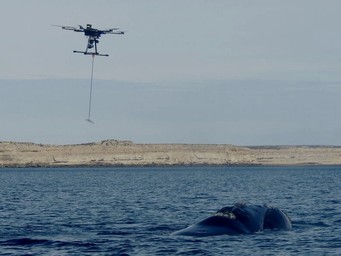 A quadcopter collecting data from whales in need of new landing gear.